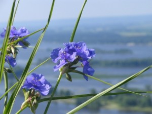 prairie flower