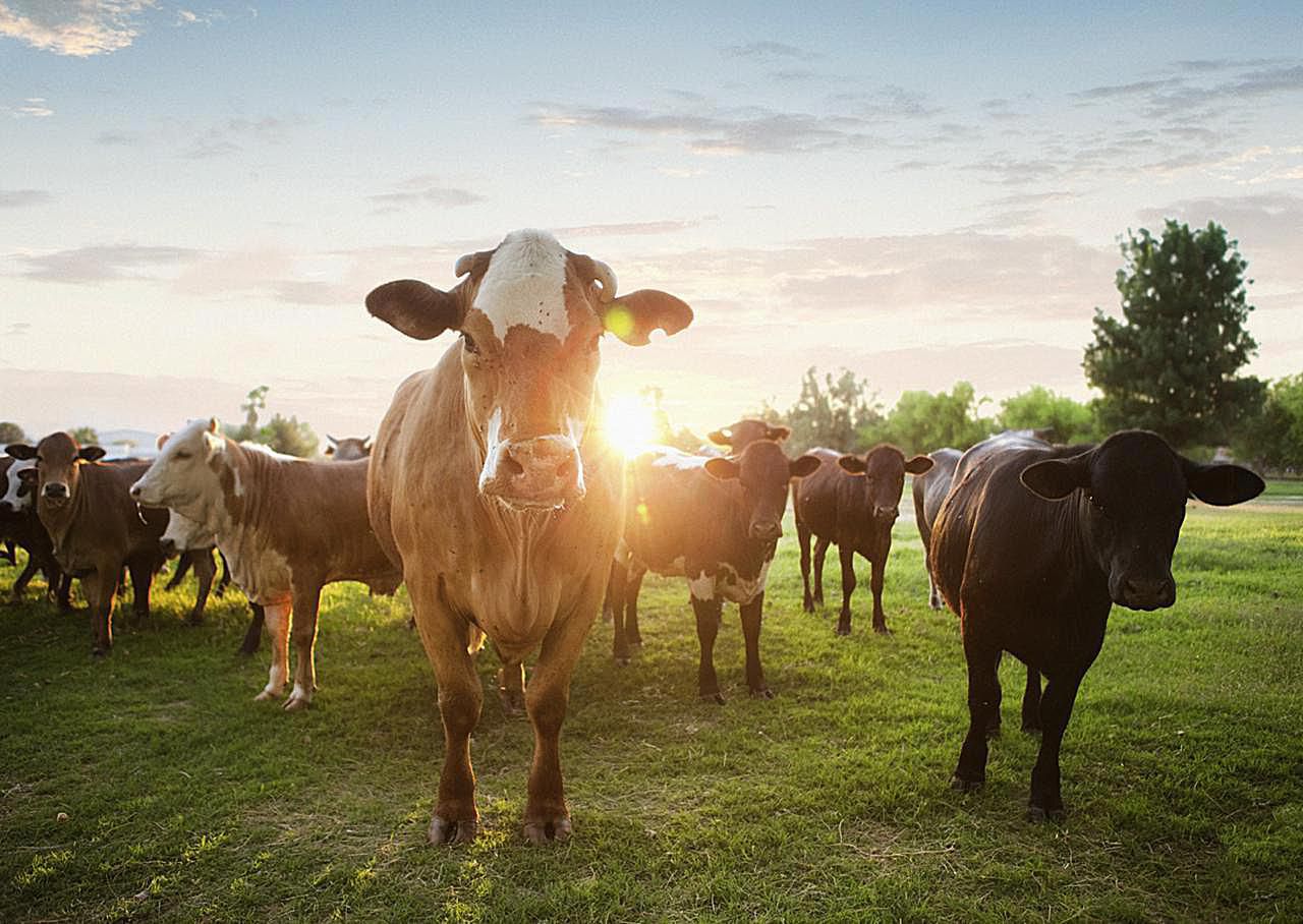 Picture of Cows in a field