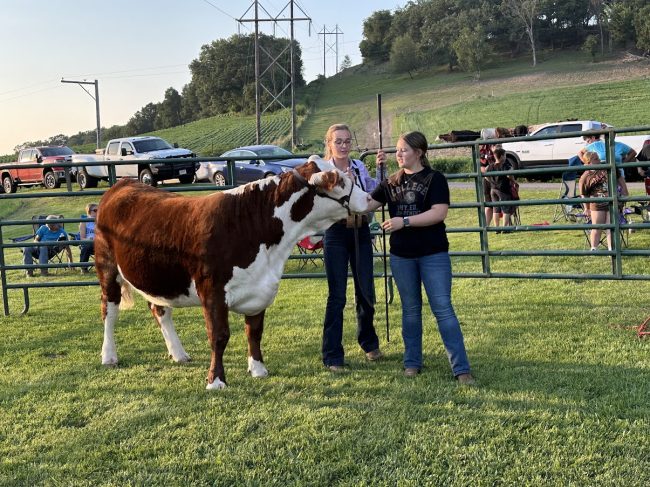 Green scenic background with beef heifer and one youth holding the halter as the other hands him the show stick.
