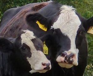 School for Beginning Beef Production